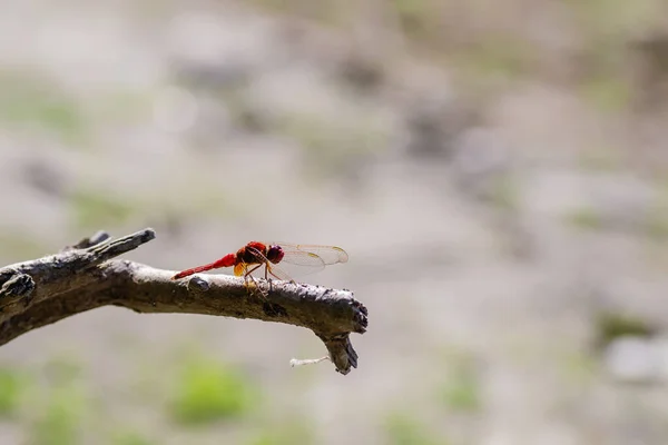 Dragonfly Natural Environment Dragonfly Clinging Branch — Stock Photo, Image