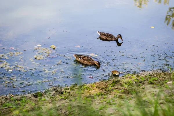 Wild Ducks Natural Environment Two Wild Ducks Bank Canal — Stock fotografie