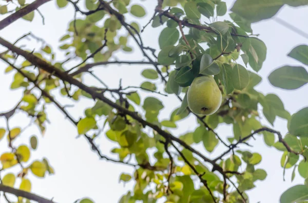 Pear tree with its fruit during summer. Ripe pear fruits hanging on a tree branch