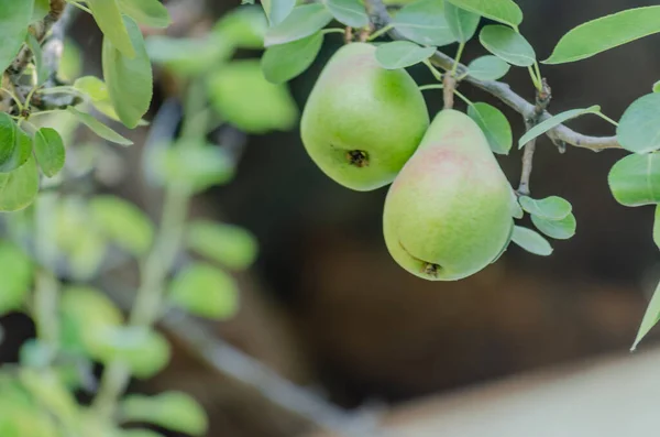 Pear tree with its fruit during summer. Ripe pear fruits hanging on a tree branch