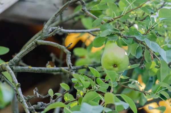 Pear Tree Its Fruit Summer Ripe Pear Fruits Hanging Tree — Foto de Stock