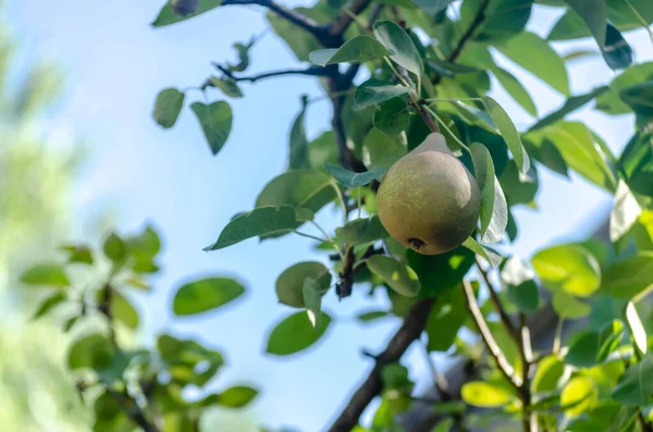 Pear tree with its fruit during summer. Ripe pear fruits hanging on a tree branch