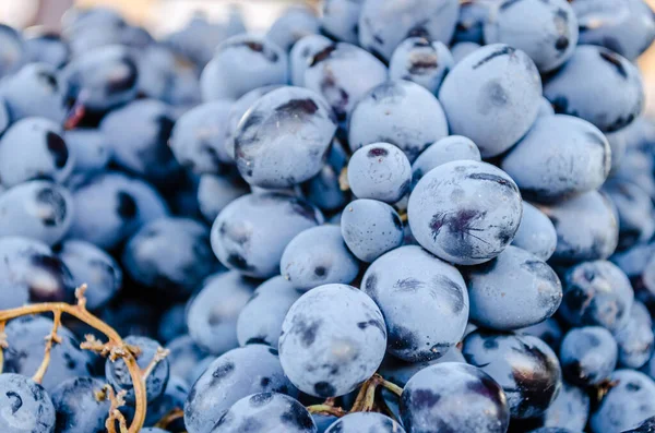 Pile Fresh Blue Grapes Sold Market Autumn Time — Stock Photo, Image