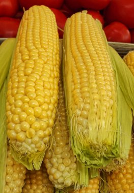 Fresh corn cobs at the market. Fresh cobs of young corn at the market.