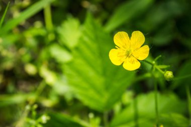 Marsh Marigold Caltha palustris flowers