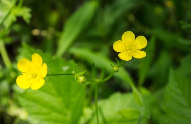 Marsh Marigold Caltha palustris flowers