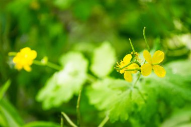 Marsh Marigold Caltha palustris flowers