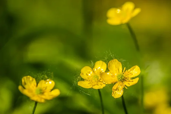 Marsh Marigold Caltha Palustris Flowers — 스톡 사진