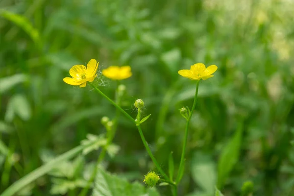 Marsh Marigold Caltha Palustris Flowers — 스톡 사진