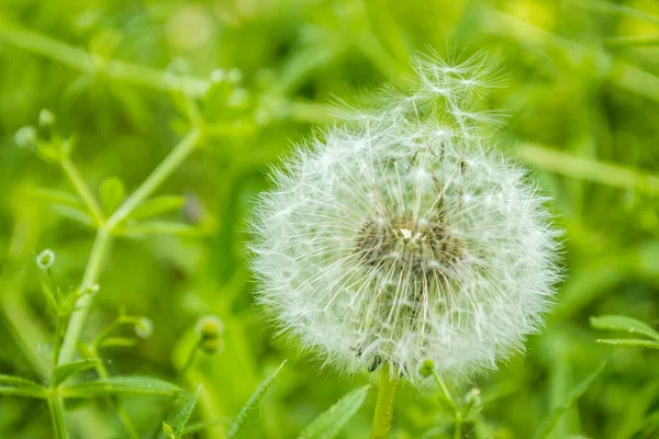 White Dandelion Flower Spring Forest Grass — Stok fotoğraf