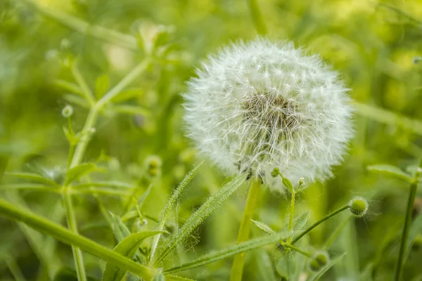 White Dandelion Flower Spring Forest Grass — Photo