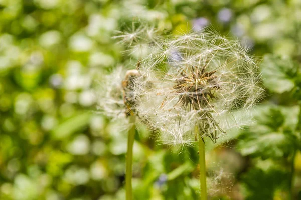 White Dandelion Flower Spring Forest Grass — Photo