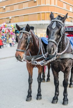 Novi Sad, Serbia - December 13. 2019: Downtown Novi Sad. Two horses harnessed in red carriages