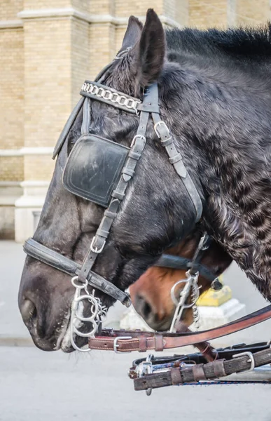 Novi Sad, Serbia - December 13. 2019: Downtown Novi Sad. Two horses harnessed in red carriages