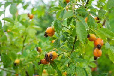 Rosa canina. A wild rosehip bush with ripe fruits wet with autumn raindrops.