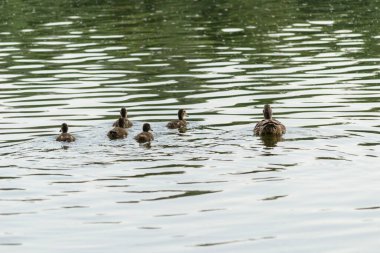 Young ducklings in the water. Young ducklings swim in the water.