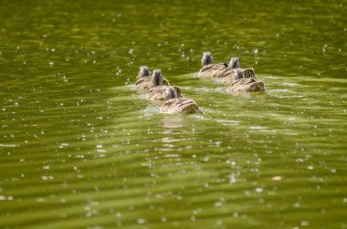 Young ducklings in the water. Young ducklings swim in the water.