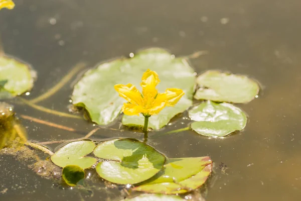 Yellow water lily flowers grow on water. Water lily leaves with small yellow flowers on the surface of the lake.