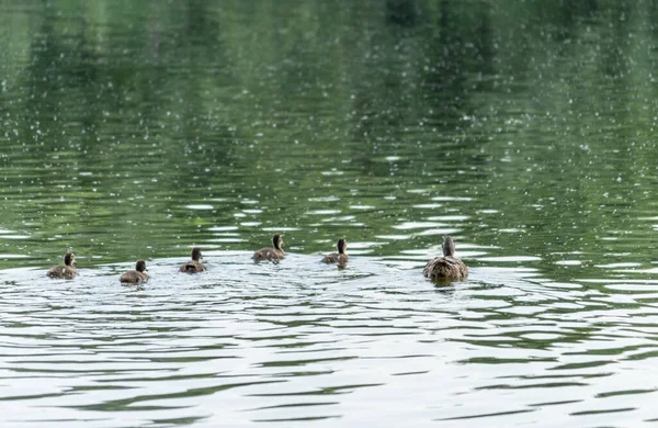 Young ducklings in the water. Young ducklings swim in the water.