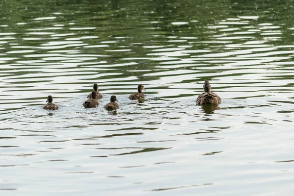 Young Ducklings Water Young Ducklings Swim Water — Fotografia de Stock