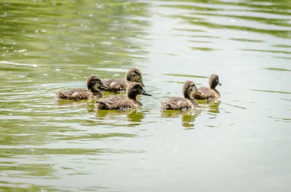 Young Ducklings Water Young Ducklings Swim Water — Fotografia de Stock