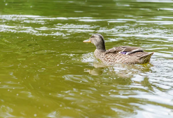 Patos Salvajes Hierba Orillas Del Danubio Cerca Ciudad Novi Sad — Foto de Stock