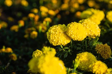 Marigold flower garden in Serbia