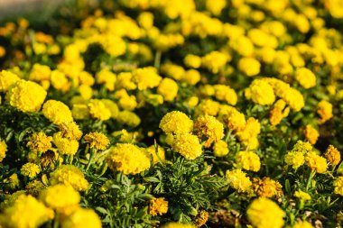 Marigold flower garden in Serbia