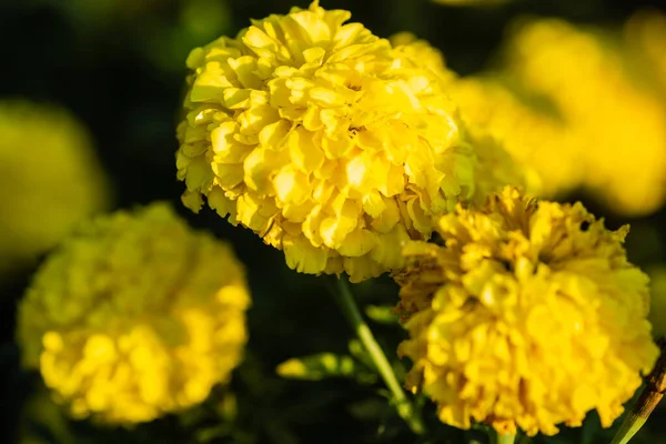 Marigold Flower Garden Serbia — Stockfoto