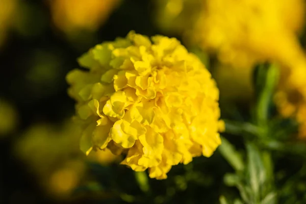 Marigold Flower Garden Serbia — Stockfoto