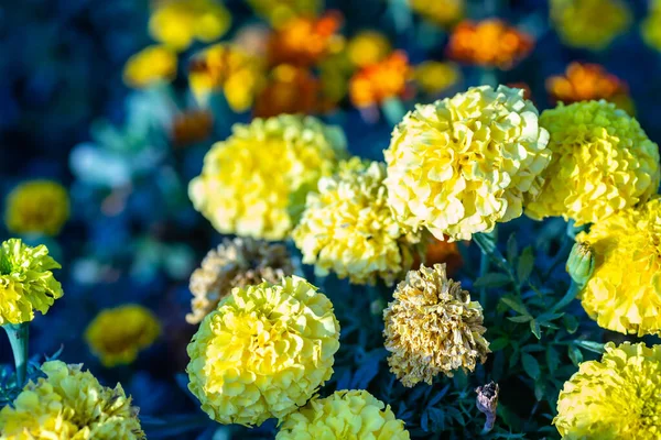 Marigold Flower Garden Serbia — Stockfoto