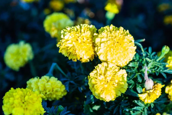 Marigold Flower Garden Serbia — Stockfoto