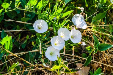 Flowers of field bindweed Convolvulus arvensis create unique natural pictures among the grass.