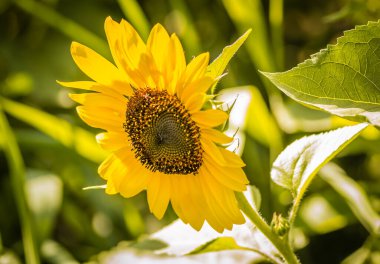An unripe, green head of a bright flowering sunflower in a summer field. Cultivation of young sunflower. Natural sunflower background.