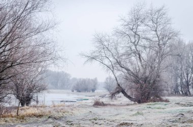 Danube Island Sodros near Novi Sad, Serbia. Gray and white landscape with snow covered trees and frozen water.