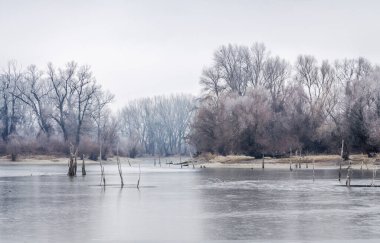 Danube Island Sodros near Novi Sad, Serbia. Gray and white landscape with snow covered trees and frozen water.