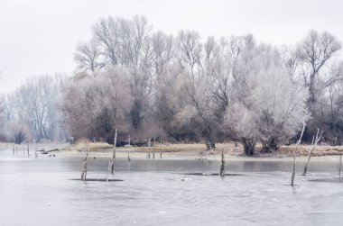 Danube Island Sodros near Novi Sad, Serbia. Gray and white landscape with snow covered trees and frozen water.