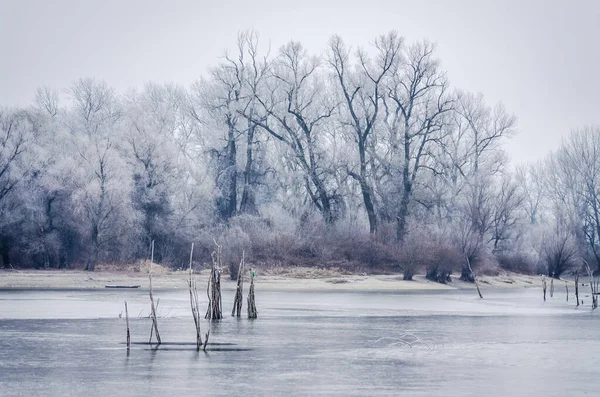 Danube Island Sodros near Novi Sad, Serbia. Gray and white landscape with snow covered trees and frozen water.