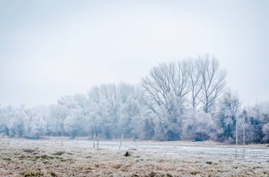 Danube Island Sodros near Novi Sad, Serbia. Gray and white landscape with snow covered trees and frozen water.