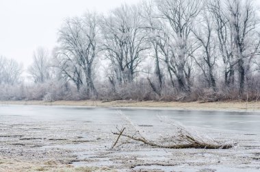 Danube Island Sodros near Novi Sad, Serbia. Gray and white landscape with snow covered trees and frozen water.