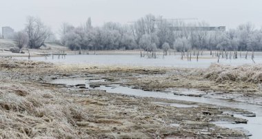 Danube Island Sodros near Novi Sad, Serbia. Gray and white landscape with snow covered trees and frozen water.