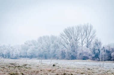 Danube Island Sodros near Novi Sad, Serbia. Gray and white landscape with snow covered trees and frozen water.
