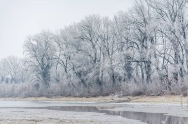 Danube Island Sodros near Novi Sad, Serbia. Gray and white landscape with snow covered trees and frozen water.