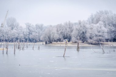 Danube Island Sodros near Novi Sad, Serbia. Gray and white landscape with snow covered trees and frozen water.