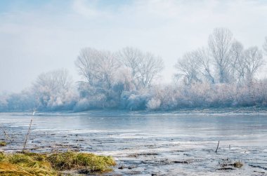 Danube Island Sodros near Novi Sad, Serbia. Landscape with snow covered trees and frozen water.
