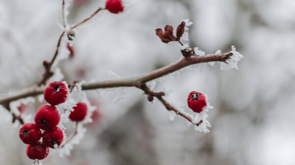 Rosa canina. A winter natural bright light background of white bush of dog-rose covered with ice frost snow and red vivid berries on cold winter day