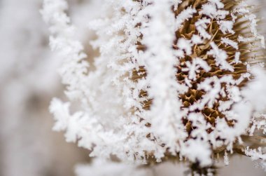 Sabahın erken saatlerinde kuru çayır bitkilerinde buz..