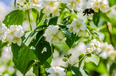 Beautiful blooming jasmine bush in the summer garden Fine ornamental plant