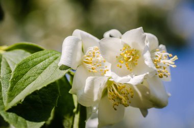Beautiful blooming jasmine bush in the summer garden Fine ornamental plant
