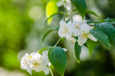 Beautiful blooming jasmine bush in the summer garden Fine ornamental plant
